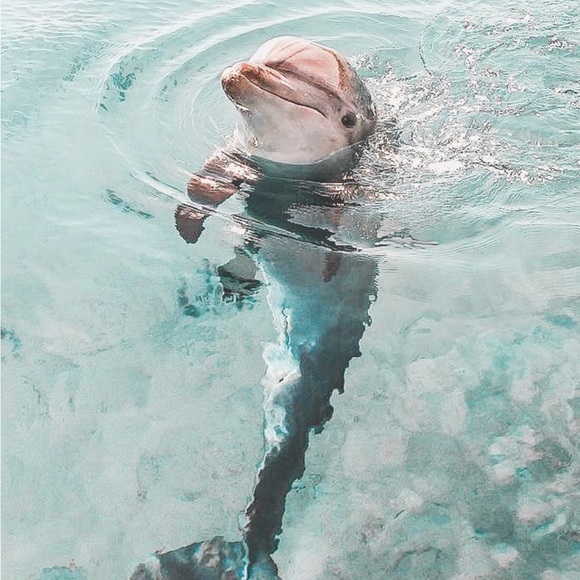 Meet your Posher, Ashley - Picture 1 of 1